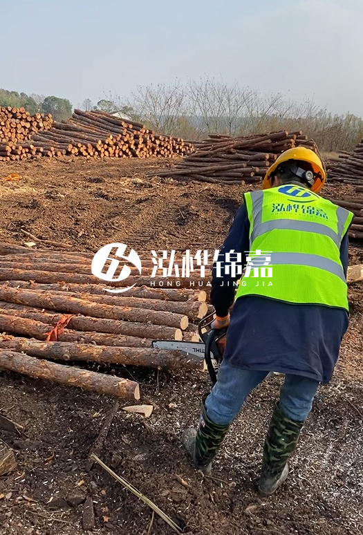 廣東松木樁3米生產廠家-3米直徑12松木樁多少錢？